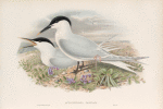 Actochelidon cantiaca. Sandwich Tern.