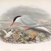 Sterna hirundo. Common Tern.