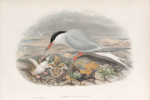 Sterna hirundo. Common Tern.