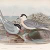 Sterna macrura. Arctic Tern.