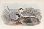 Sterna macrura. Arctic Tern.