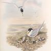 Sternula minuta. Little Tern.