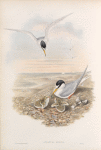 Sternula minuta. Little Tern.