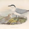 Gelochelidon anglica. Gull-billed Tern.