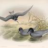Hydrochelidon nigra. Black Tern.