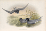 Hydrochelidon nigra. Black Tern.