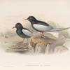 Hydrochelidon leucoptera. White-winged Tern.