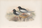 Hydrochelidon leucoptera. White-winged Tern.