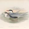 Hydrochelidon leucopareia. Whiskered Tern.