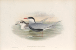 Hydrochelidon leucopareia. Whiskered Tern.