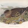 Stercorarius catarrhactes. Great Skua.