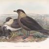 Stercorarius parasiticus. Arctic Skua.