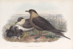Stercorarius parasiticus. Arctic Skua.