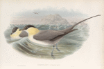 Stercorarius longicaudus. Long-tailed Skua.