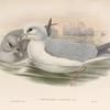 Procellaria glacialis. Fulmar.