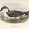 Puffinus major. Great Shearwater.