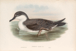 Puffinus major. Great Shearwater.