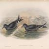 Thalassidroma Leachii. Forked-tailed Storm-Petrel.