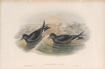Thalassidroma Leachii. Forked-tailed Storm-Petrel.