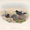 Thalassidroma pelagica. Storm-Petrel.