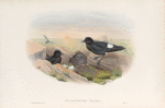Thalassidroma pelagica. Storm-Petrel.