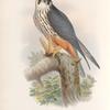 Falco subbuteo. Hobby.
