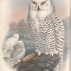 Nyctea nivea. Snowy Owl.