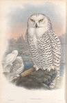 Nyctea nivea. Snowy Owl.