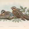 Caprimulgus ruficollis. Red-necked Goatsucker.