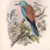 Coracias garrula. Roller.