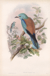Coracias garrula. Roller.