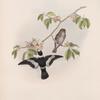 Muscicapa collaris. White-collared Flycatcher.