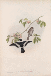 Muscicapa collaris. White-collared Flycatcher.