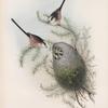 Mecistura  caudata. Long-tailed Tit.