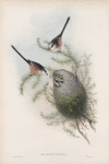 Mecistura  caudata. Long-tailed Tit.