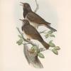 Turdus atrogularis. Balck-throated Thrush.