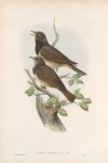 Turdus atrogularis. Balck-throated Thrush.
