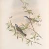 Sylvia curruca. Lesser Whitethroat.