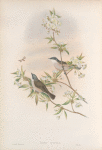 Sylvia curruca. Lesser Whitethroat.