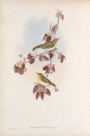 Phyllopneuste sibilatrix. Wood-Wren.