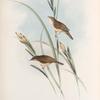 Calamodyta phragmitis. Sedge Warbler, or Chat.