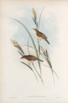 Calamodyta phragmitis. Sedge Warbler, or Chat.
