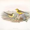 Budytes Rayi. Yellow Wagtail.