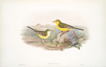 Budytes Rayi. Yellow Wagtail.