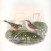 Anthus spinoletta. Vinous Pipit.
