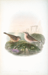 Anthus spinoletta. Vinous Pipit.