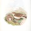 Melanocorypha calandra. Calandra Lark.