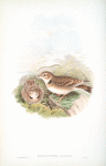 Melanocorypha calandra. Calandra Lark.