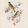 Euspiza malanocephala. Black-headed Bunting.