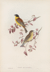 Euspiza malanocephala. Black-headed Bunting.